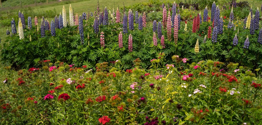 Growing Cut Flowers Year Round