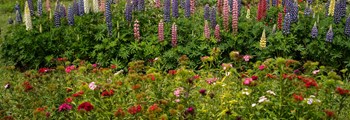 Growing Cut Flowers Year Round