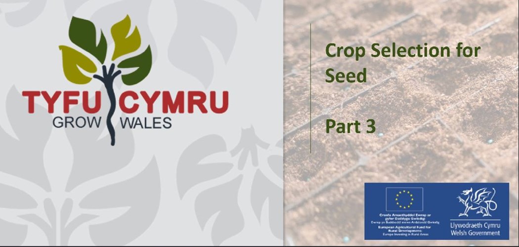 Seed Training Programme - Webinar 3 Selection of crop for seed