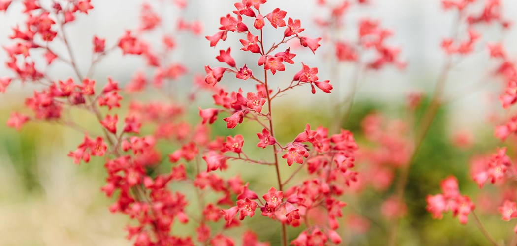 Tyfu Cymru Webinar: Plant Protection in Ornamentals; How, When and Why?
