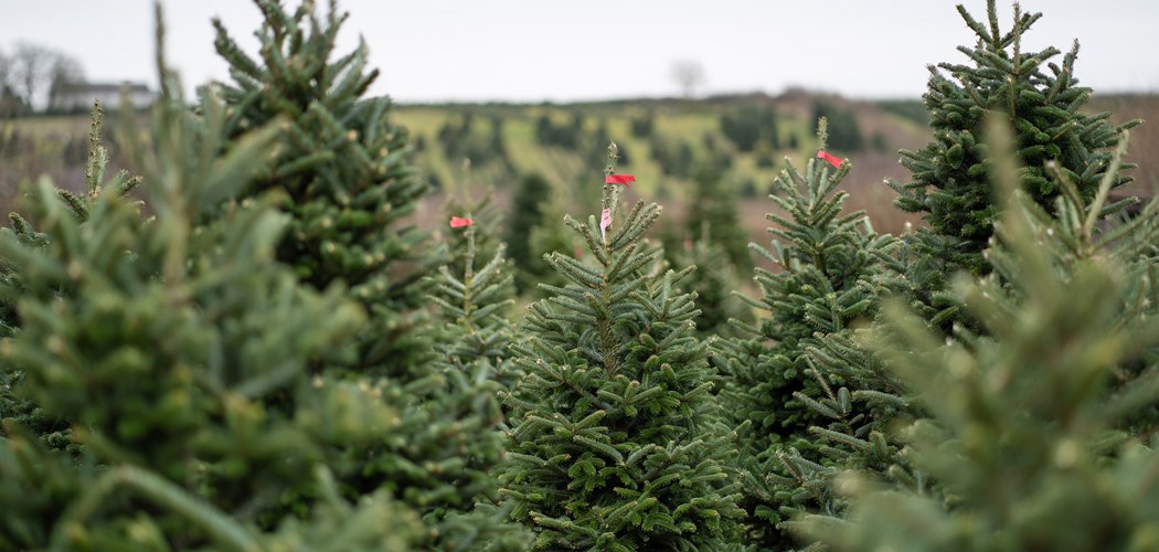 Technical Advice Sheet: Christmas Tree – July
