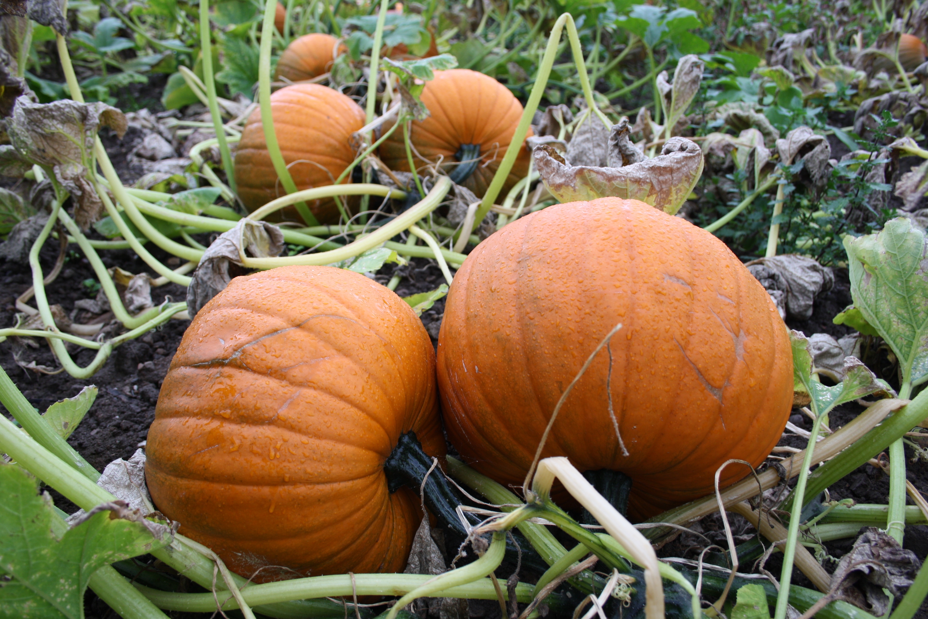 Technical Advice Sheet: Pumpkin Power Hour - July