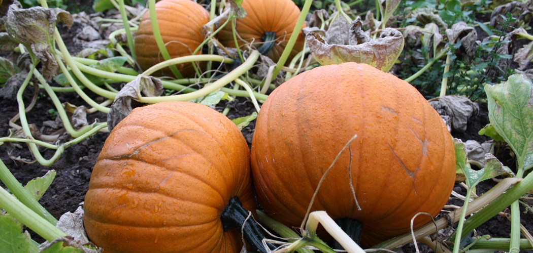Technical Advice Sheet: Pumpkin Power Hour - July