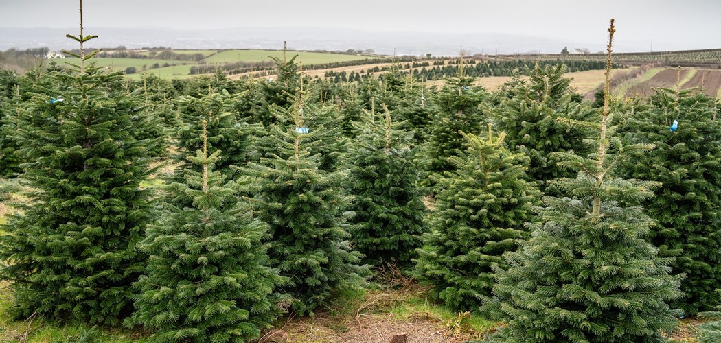 Technical Advice Sheet: Christmas Tree Needle Diseases