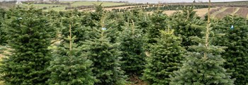 Christmas Tree Network Study Visit: Technical Pruning Notes
