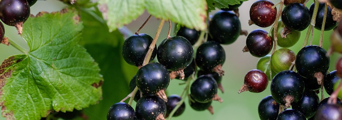 currant-896233_1920.jpg