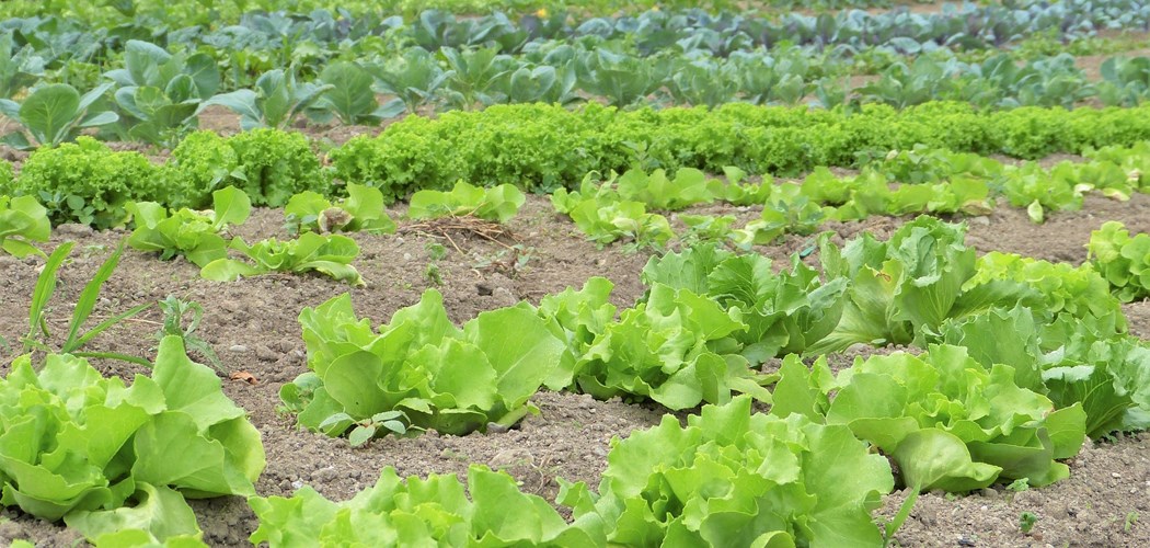 Webinar: Crop Planning and Rotation – Small Growers
