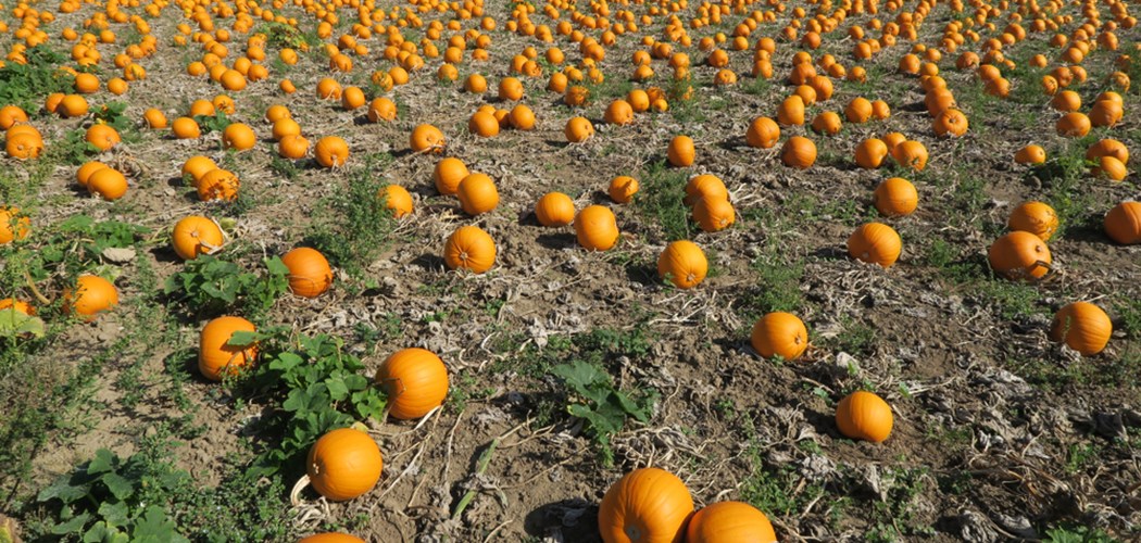 Technical Advice Sheet Pumpkin PYO Marketing with Covid