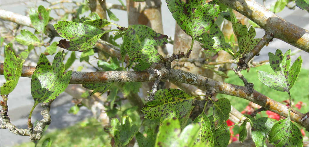 Plant Health Webinar: Health of Trees and Shrubs