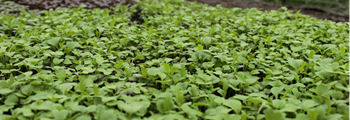 Weed Control in Nursery Stock