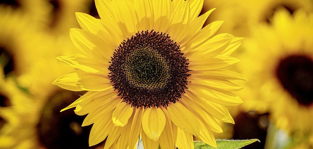 Technical Advice Sheet: Growing Sunflowers