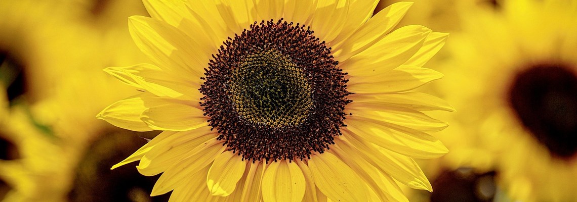sunflower-3790834_1920.jpg