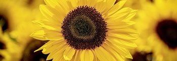 Sunflower Webinar