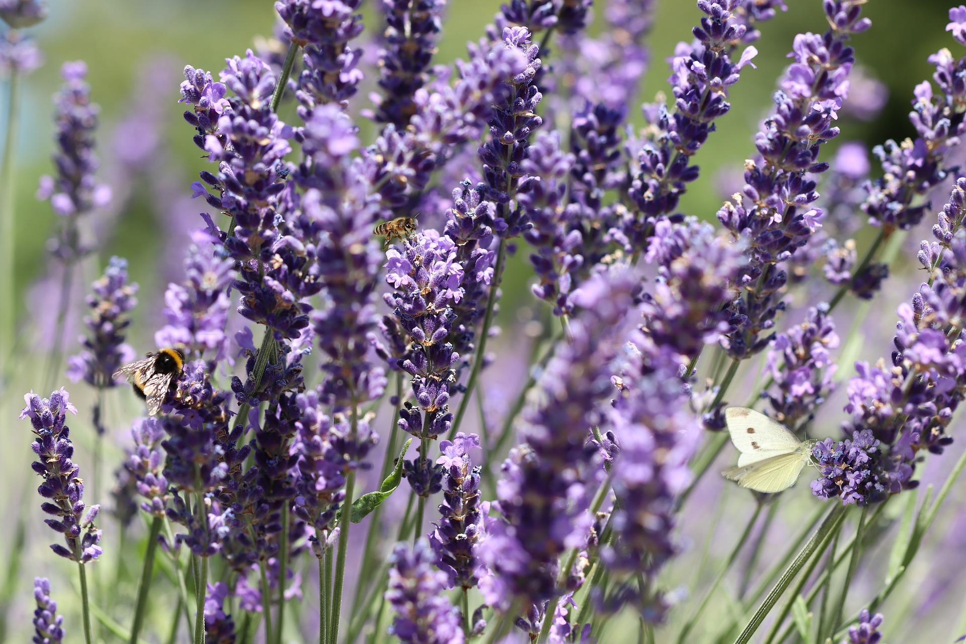Technical Advice Sheet: Growing Lavender
