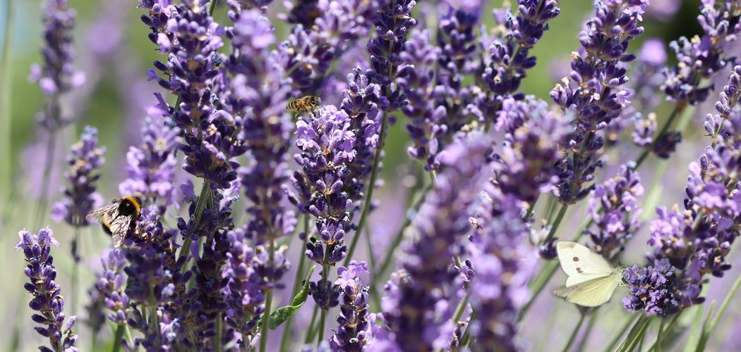 Technical Advice Sheet: Growing Lavender
