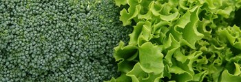 Opportunities within Horticulture Programme 2022