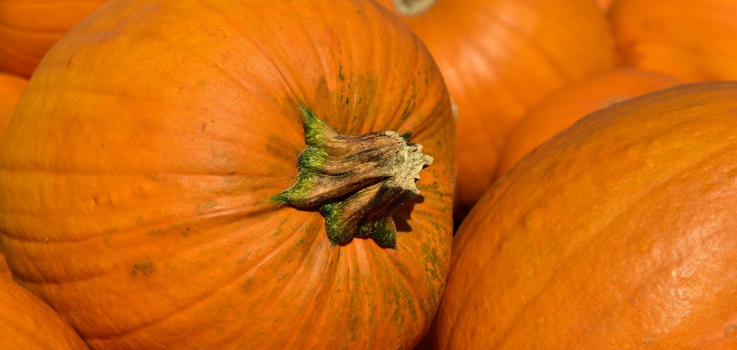 Technical Advice Sheet Pumpkin Power Hour – November