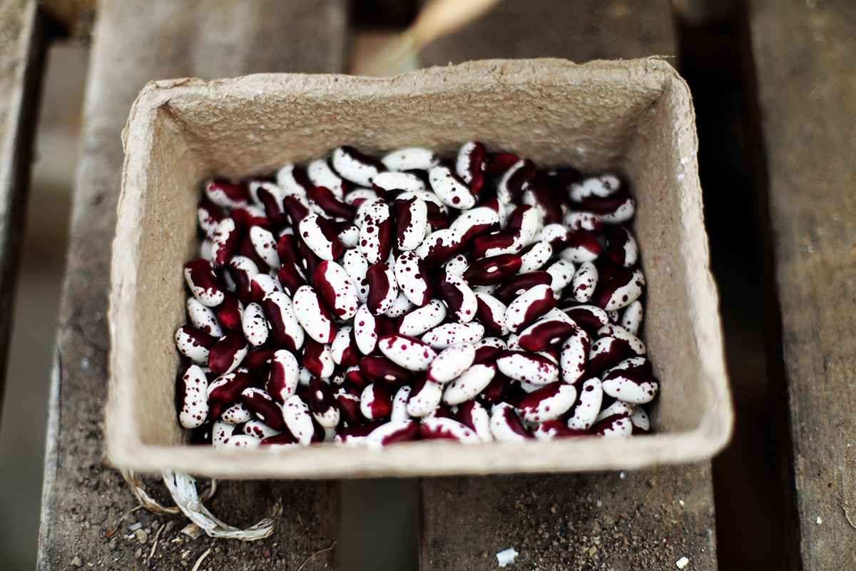 Intermediate Vegetable Seed Training Programme 2021