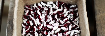 Intermediate Vegetable Seed Training Programme 2021