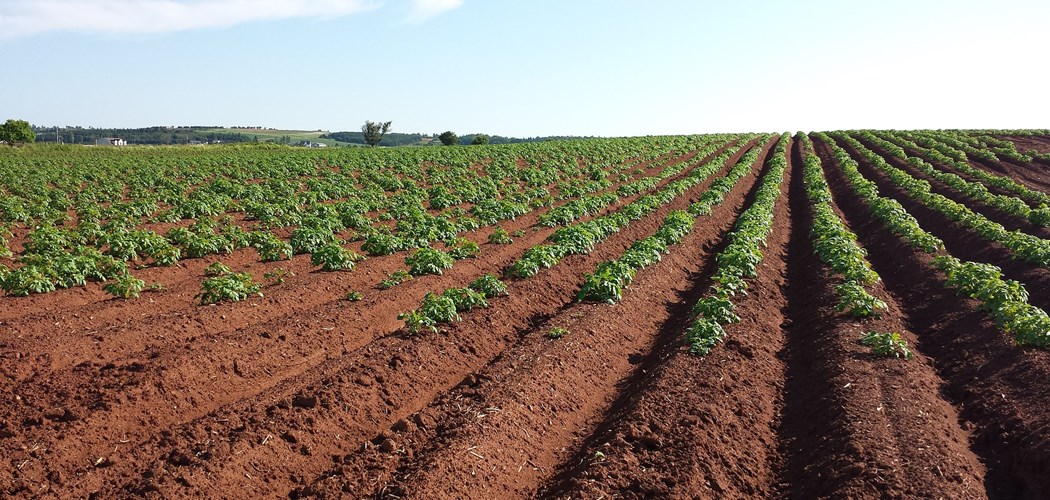 Webinar: Soil Health for Field Vegetable Growers
