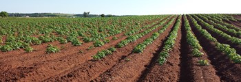 Soil Health for Field Vegetable Growers