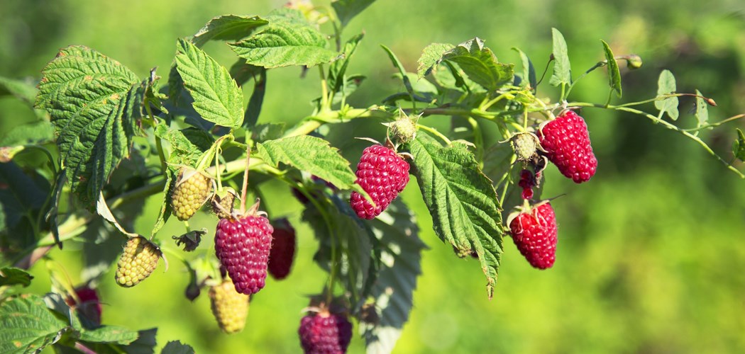 Webinar: Planning for the 2021 Season – Soft Fruit
