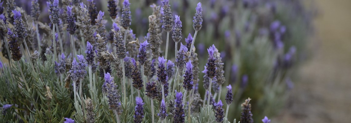 lavender-3641281_1920.jpg