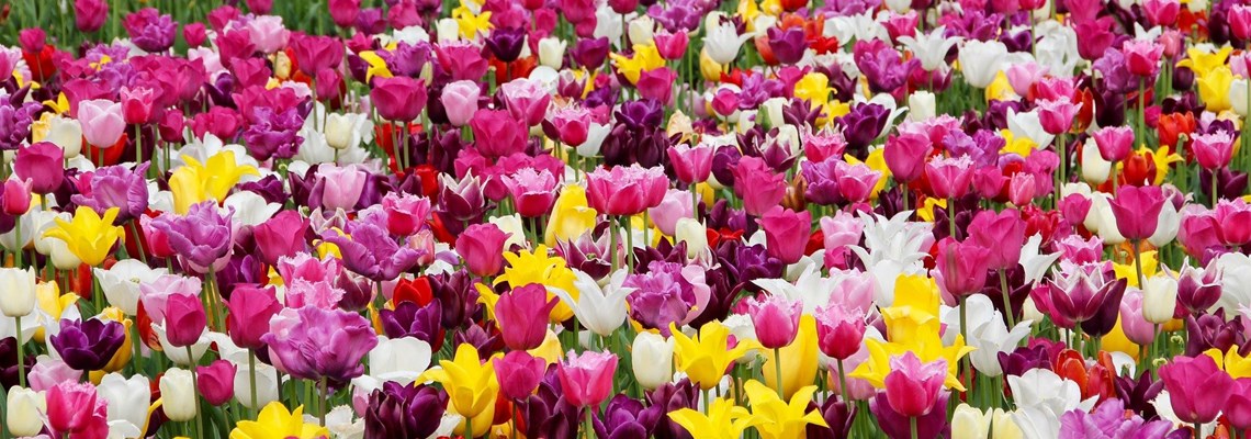 tulips-1405413_1920.jpg