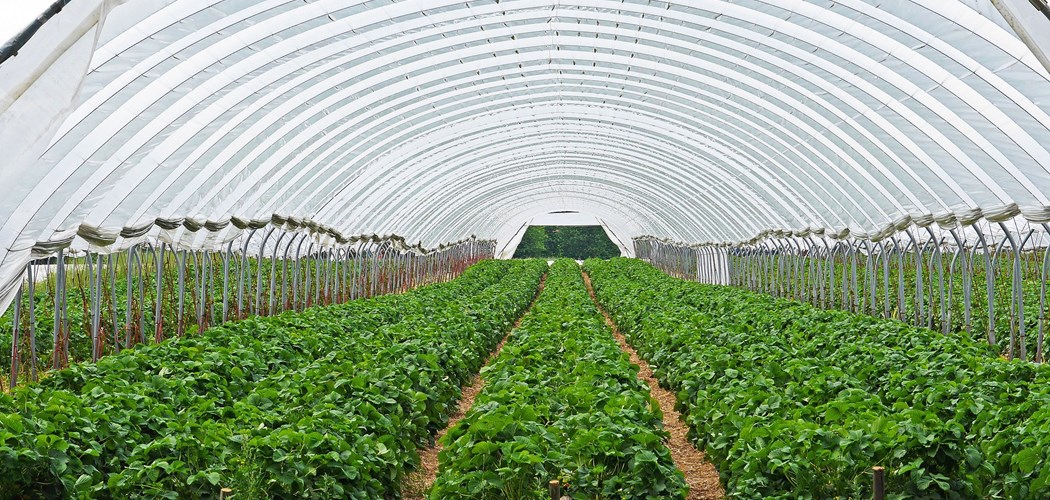 Webinar: Diversifying into Horticulture: Navigating the Planning Process