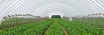 Diversifying into Horticulture: Navigating the Planning Process