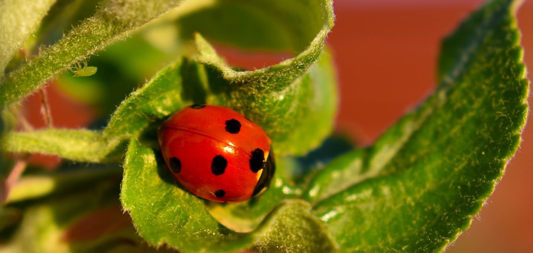 Webinar: IPDM Biological Controls - Ornamentals