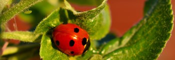 Integrated Pest and Disease Management Network