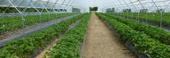 Do I need Planning Permission? Advice for food growers (Wales Only)