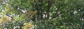 Update on plant imports with high risk for Xylella fastidiosa- legislation (March 2021)