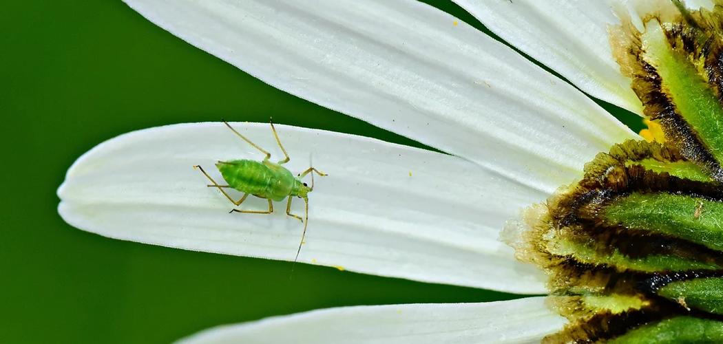 Webinar: Smart utilisation of an Integrated Pest and Disease Management System