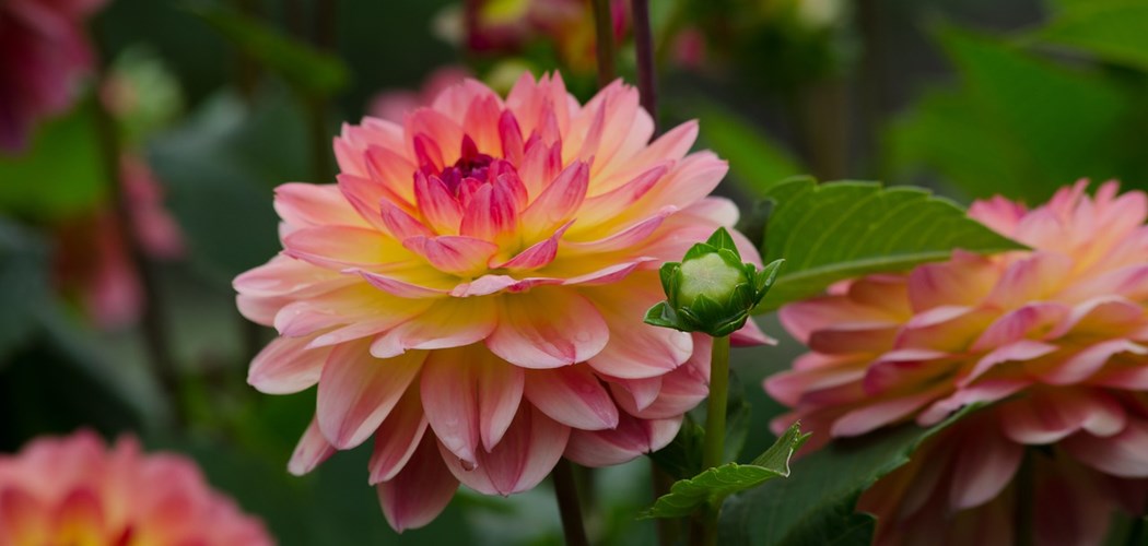 Webinar - Flower Network - Starting Dahlias from tubers and cuttings