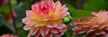 Rhwydwaith Blodau - Dechrau Dahlias o gloron a thoriadau
