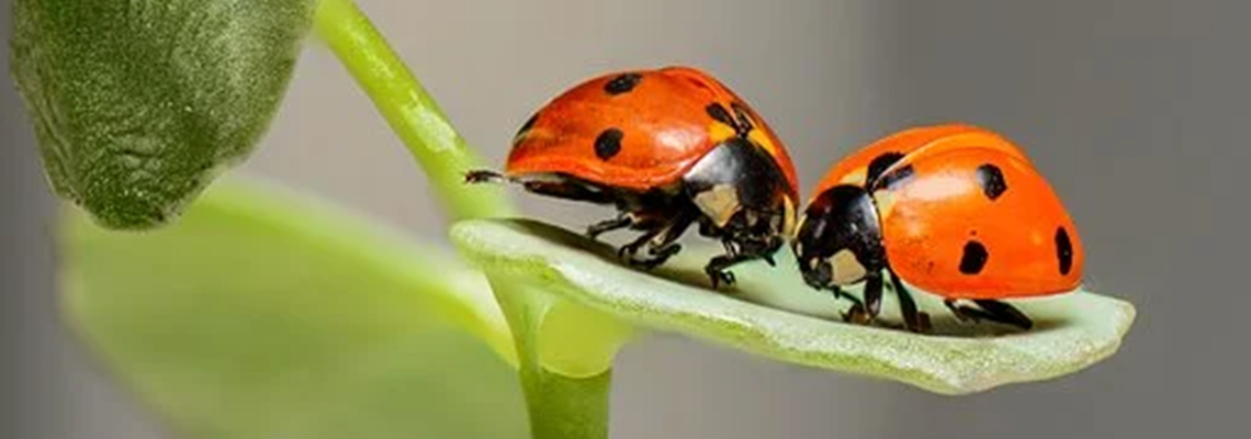 ladybug 2.PNG