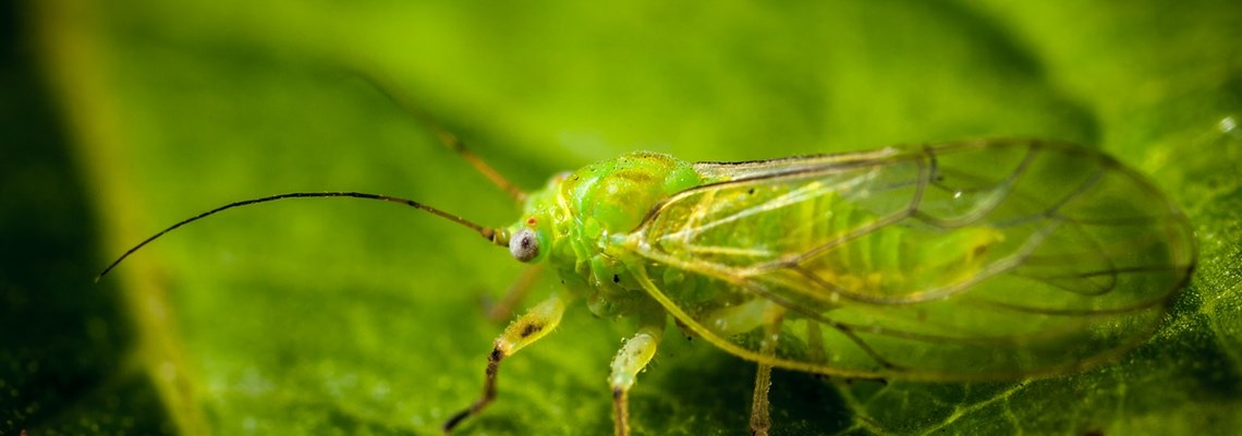 insect-3063278_1280.jpg