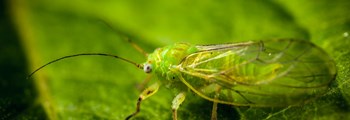 Limiting the impact of Early Summer Pests