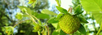 Growing media, Pest & Disease in Strawberries and Raspberries 