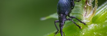 IPDM Network – Edible’s; Weevils in soft fruit crops