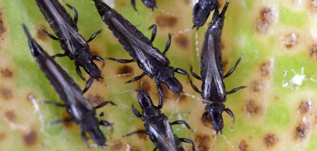 Webinar: IPDM Network Thrips in Edible Crops