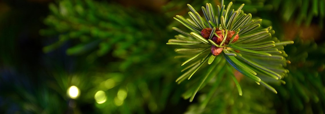 fir-tree-3875734_960_720.jpg