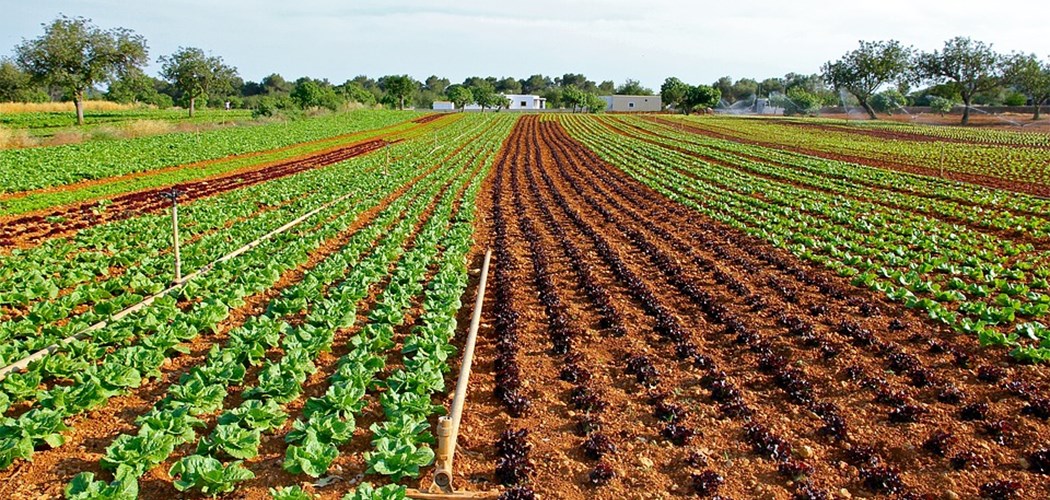 Webinar: Crop Planning and Rotation – Field scale growing