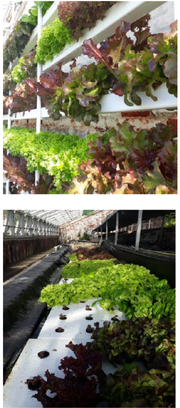 Success Story – Mostyn Kitchen Garden