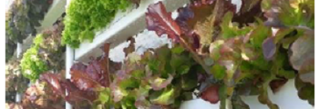 Success Story – Mostyn Kitchen Garden