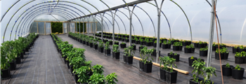 Astudiaeth Achos Pembrokeshire Chilli farm Gorffennaf 2021