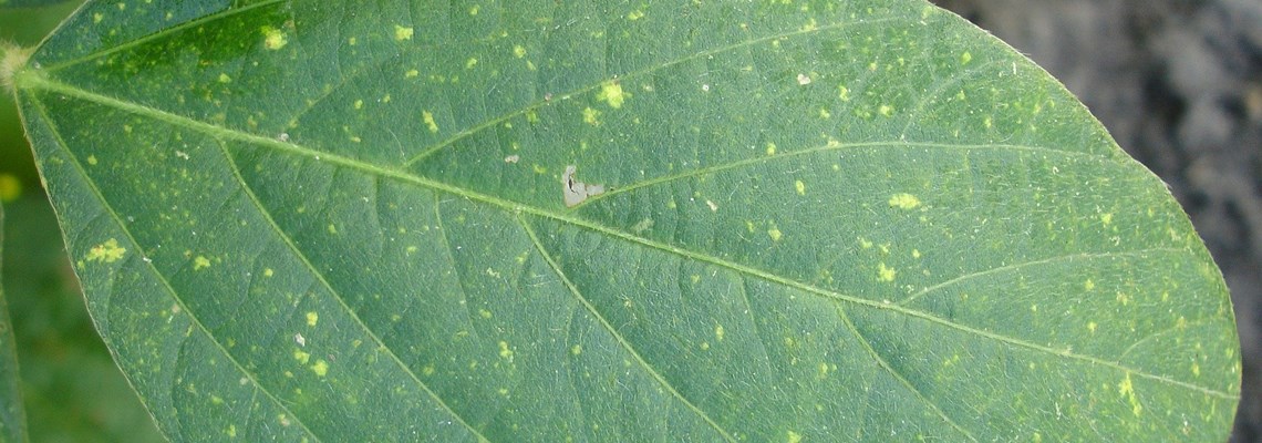 leaf-g8889bebda_1920.jpg