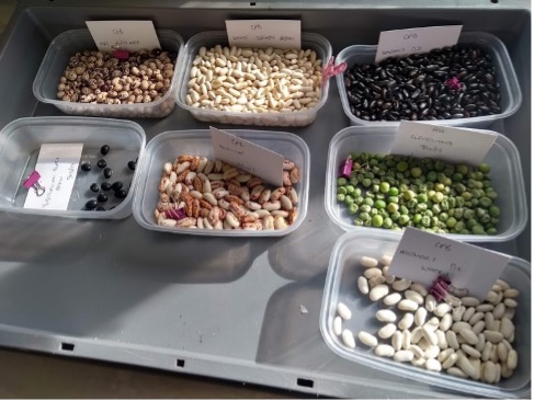 Seed Cleaning and Storage